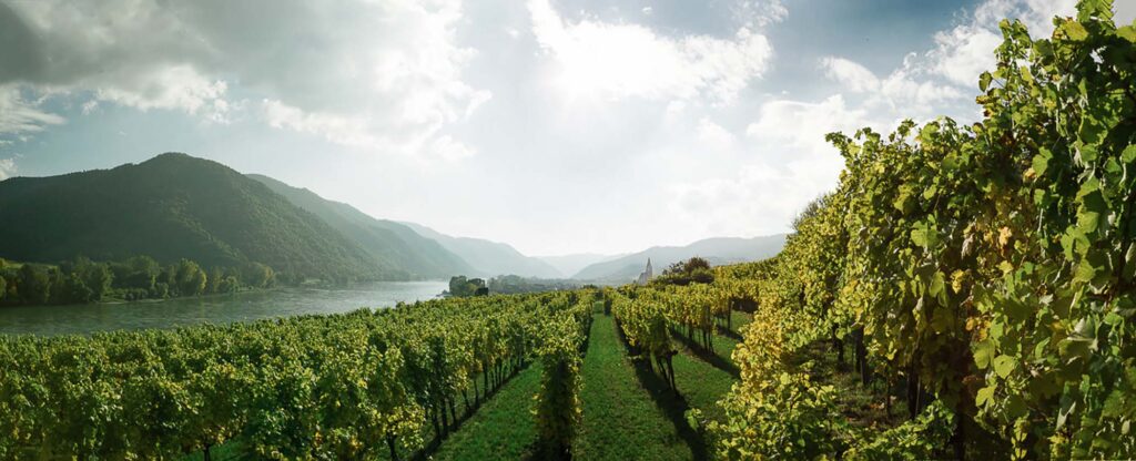 Weinberge in der Wachau mit Blick ins Donautal, Landschaftsfotografie mit ausgewogener Bildbearbeitung und natürlicher Lichtstimmung