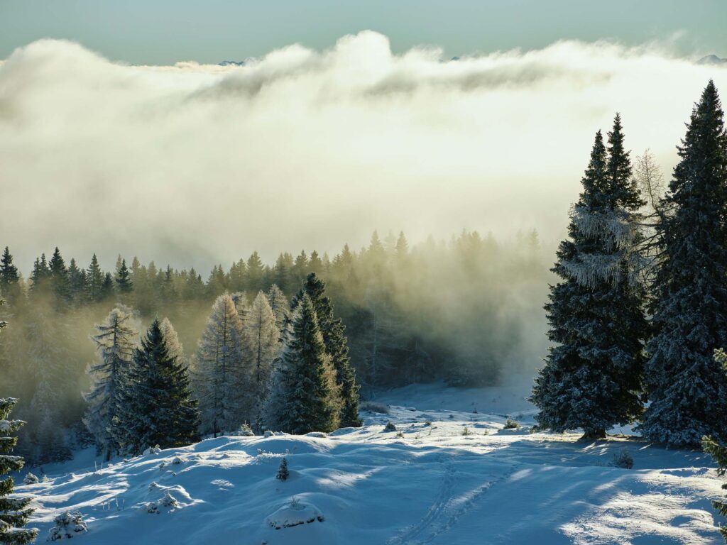 Verschneite Waldlandschaft am Dobratsch mit Nebel und tiefstehendem Licht, ruhig und klar komponiert – Landschaftsfotografie von Atelier Schulte.